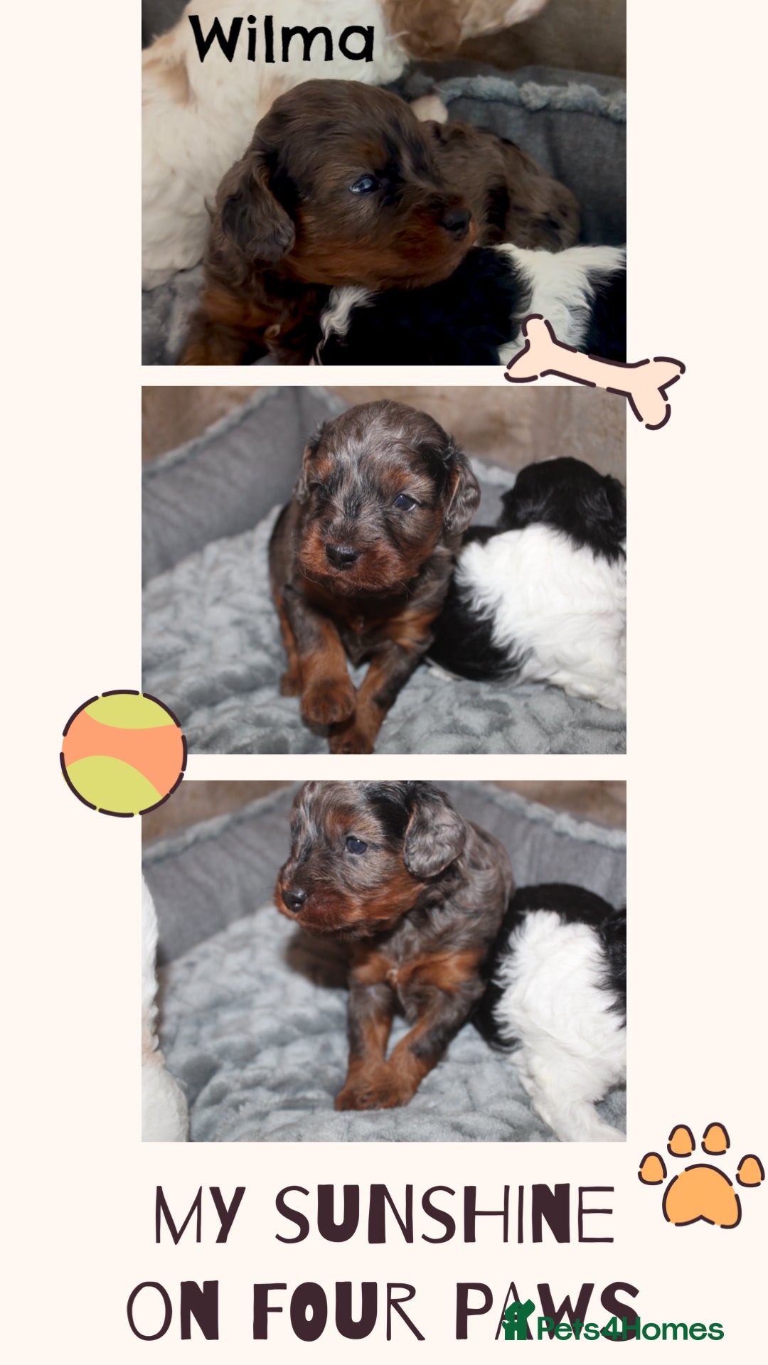 Cavapoo dogs for sale: Family raised Cavapoo puppies ready August - Image 5