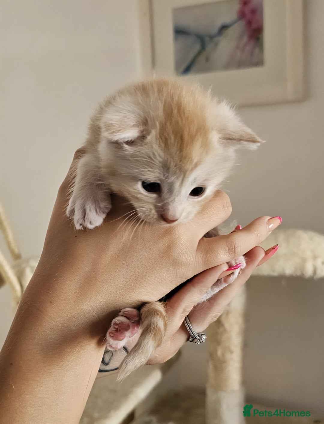 Maine Coon cats for sale: Maine coon x British short hair - Image 10