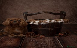 Cavalier King Charles Spaniel dogs for sale: Stunning Cavalier King Charles Spaniels - Image 5