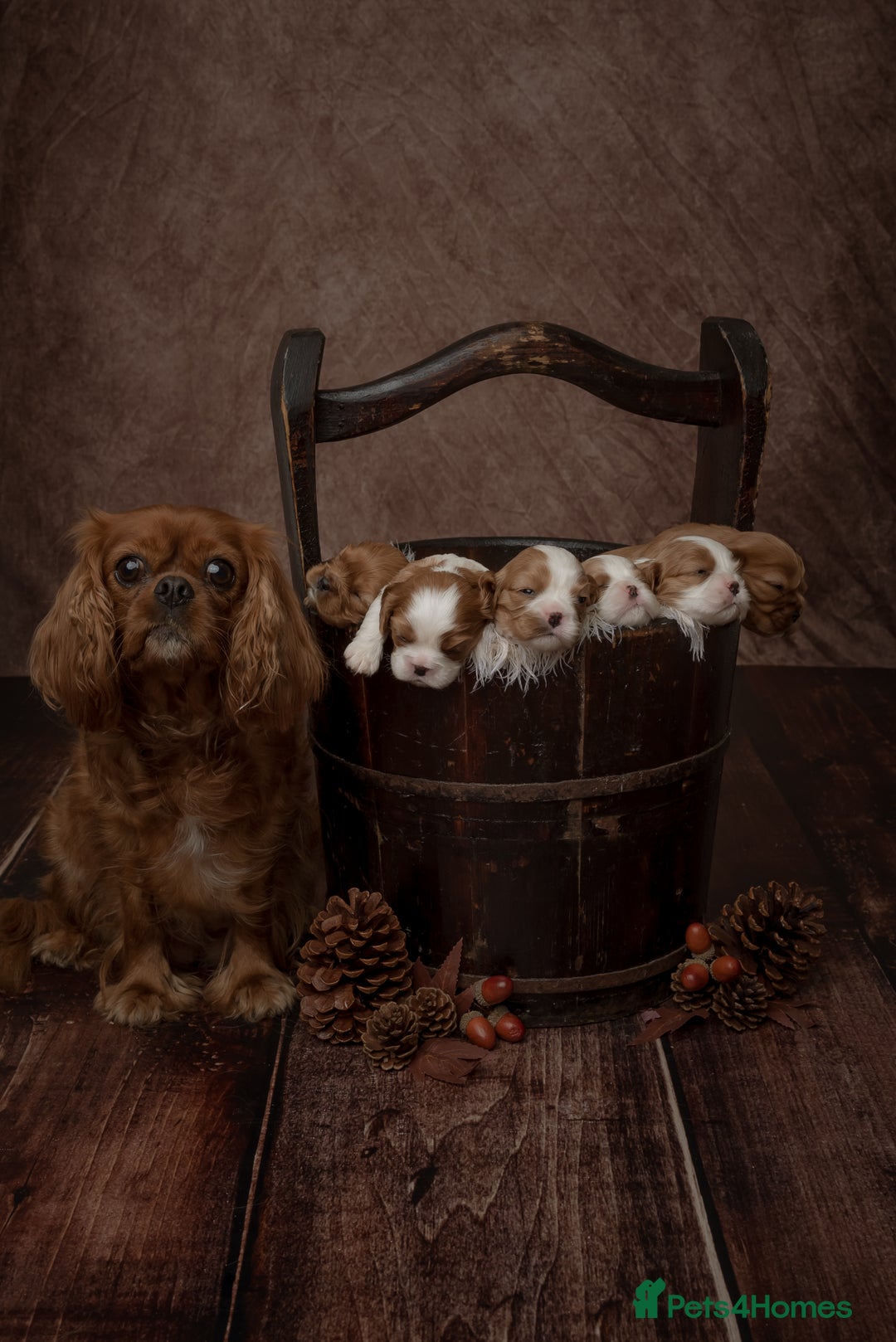 Cavalier King Charles Spaniel dogs for sale: Stunning Cavalier King Charles Spaniels - Image 5