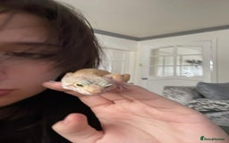 Leopard Gecko reptiles for sale: Lady for sale - Image 3