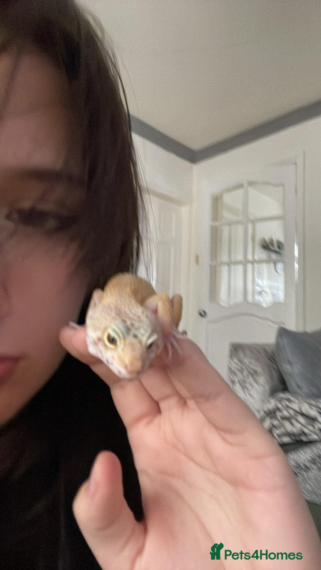 Leopard Gecko reptiles for sale: Lady for sale - Image 3
