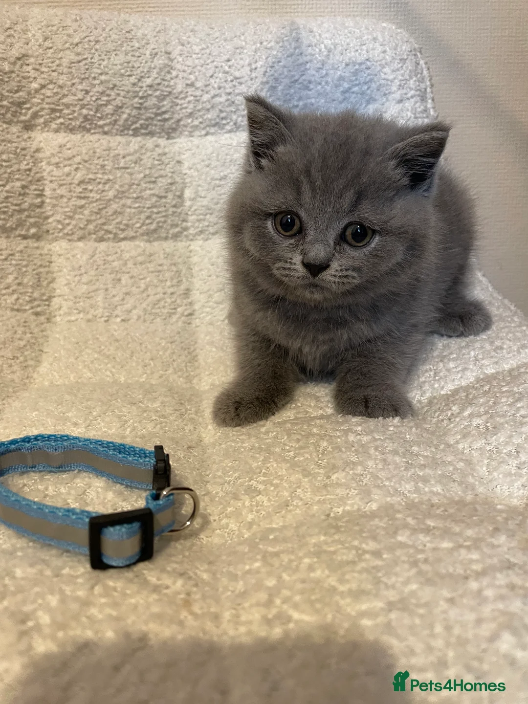 British Shorthair cats for sale: 6 beautiful British shorthair kittens, READY NOW* - Advert 2