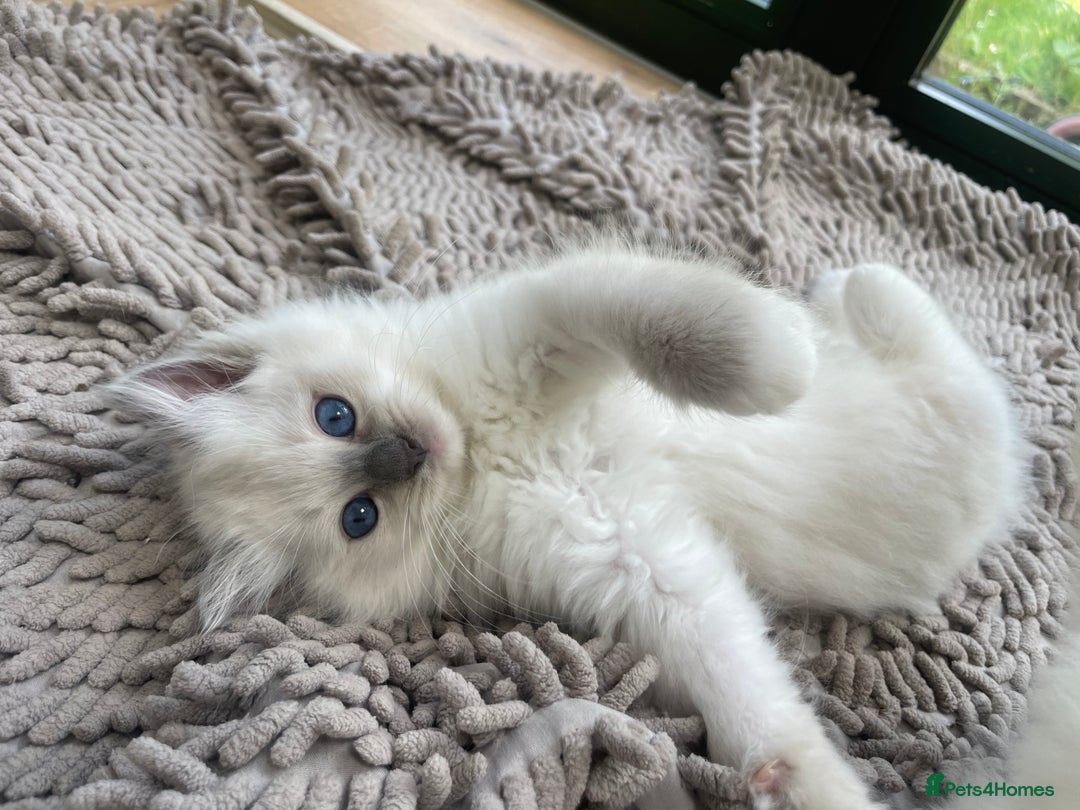 Ragdoll cats for sale: Beautiful ragdoll kittens  - Image 1