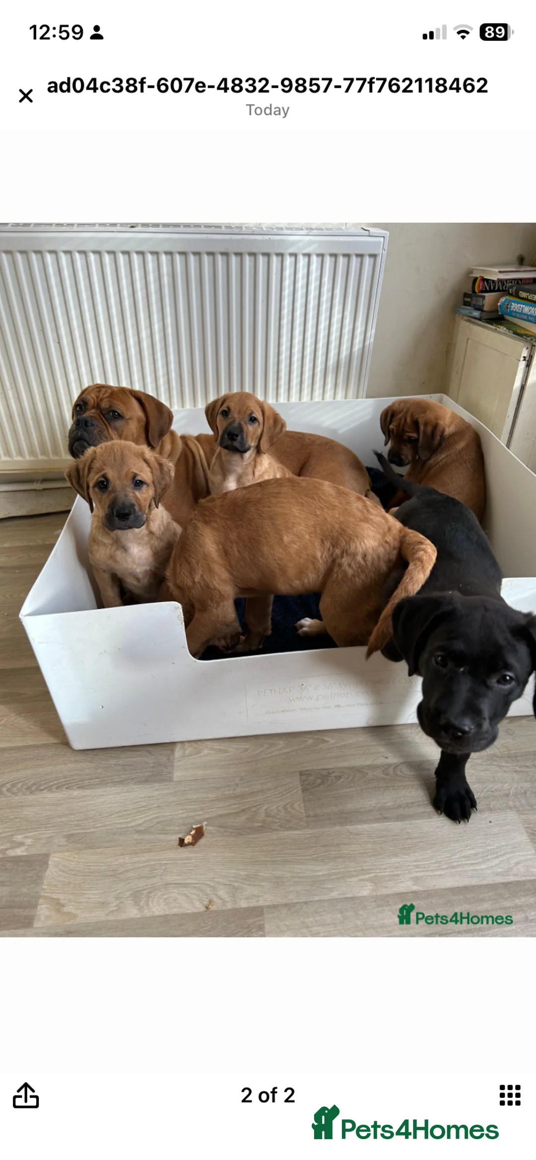 Mixed Breed dogs for sale: bella  - Advert 2