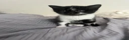 Mixed Breed cats for sale: 2 kittens for sale  in Seaham - Advert 5