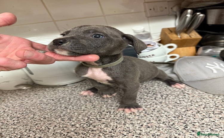 Cane Corso dogs - Advert 1