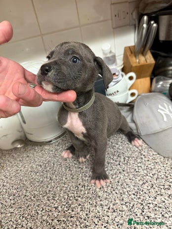 Cane Corso dogs - Advert 1