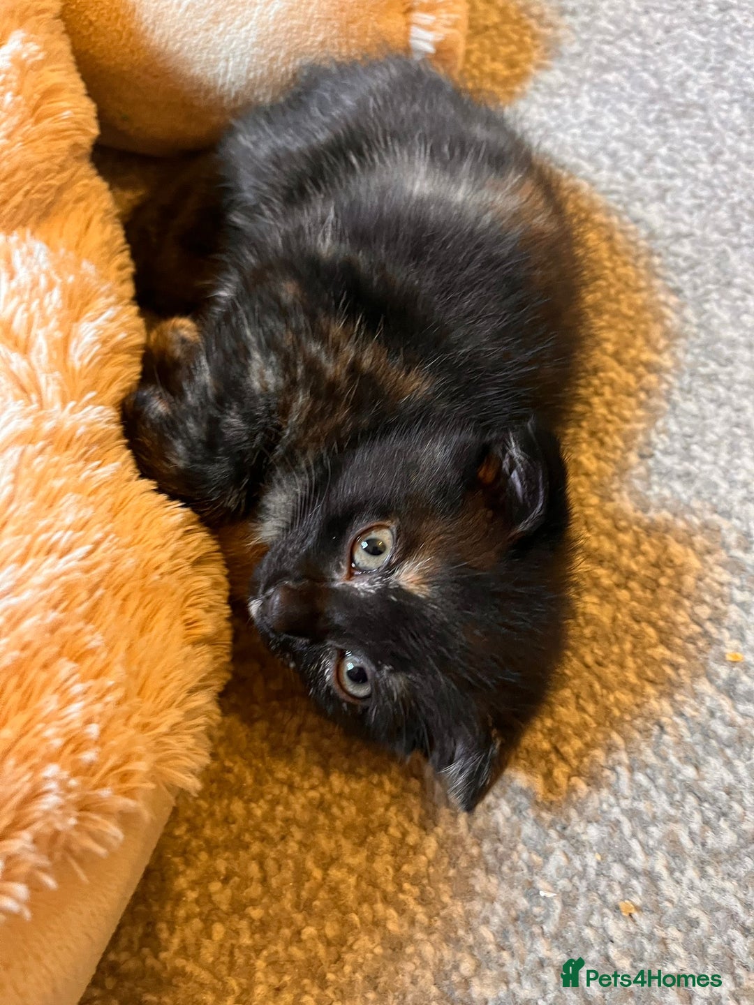 Scottish Fold cats for sale: Affordable colour fold kittens  - Advert 4