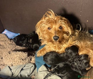 Yorkiepoo dogs Yorkipoos  - Advert 3