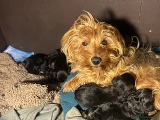 Yorkiepoo dogs Yorkipoos - Advert 3