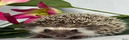 Pygmy Hedgehog rodents for sale: African Pygmy Hedgehog  - Advert 12