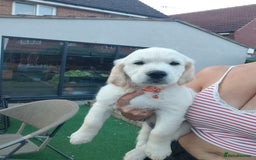 Golden Retriever dogs for sale: Golden retriever chunky pups  - Image 5