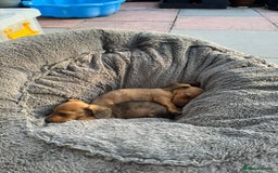 Dachshund dogs for sale: Beautiful Miniature dachshund puppies  - Image 26