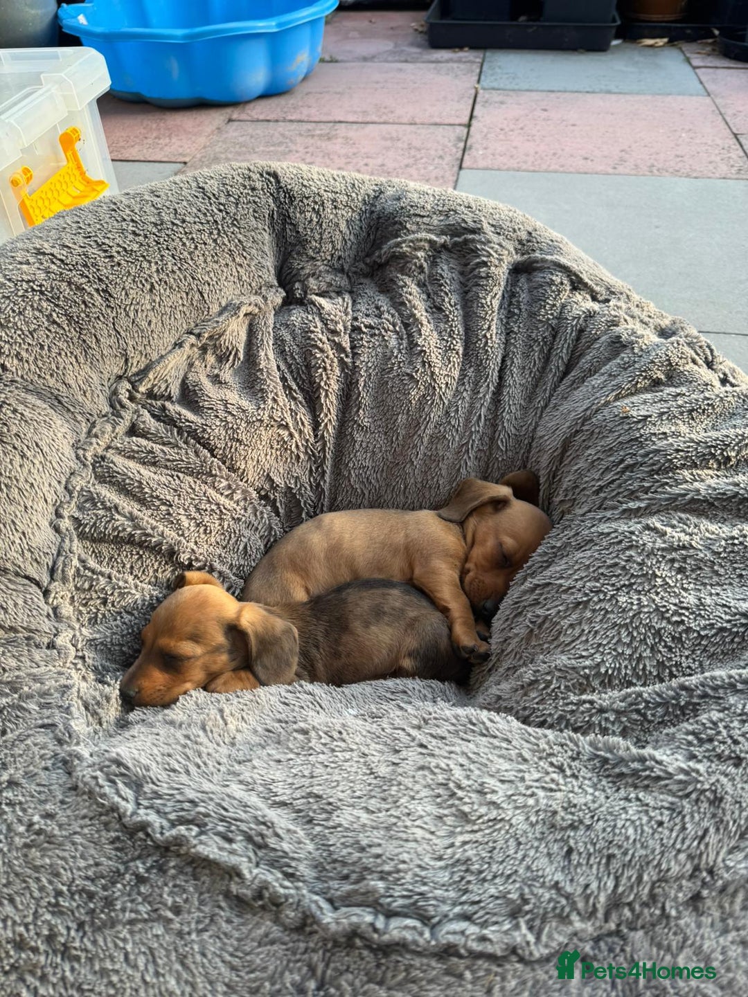 Dachshund dogs for sale: Beautiful Miniature dachshund puppies  - Image 26
