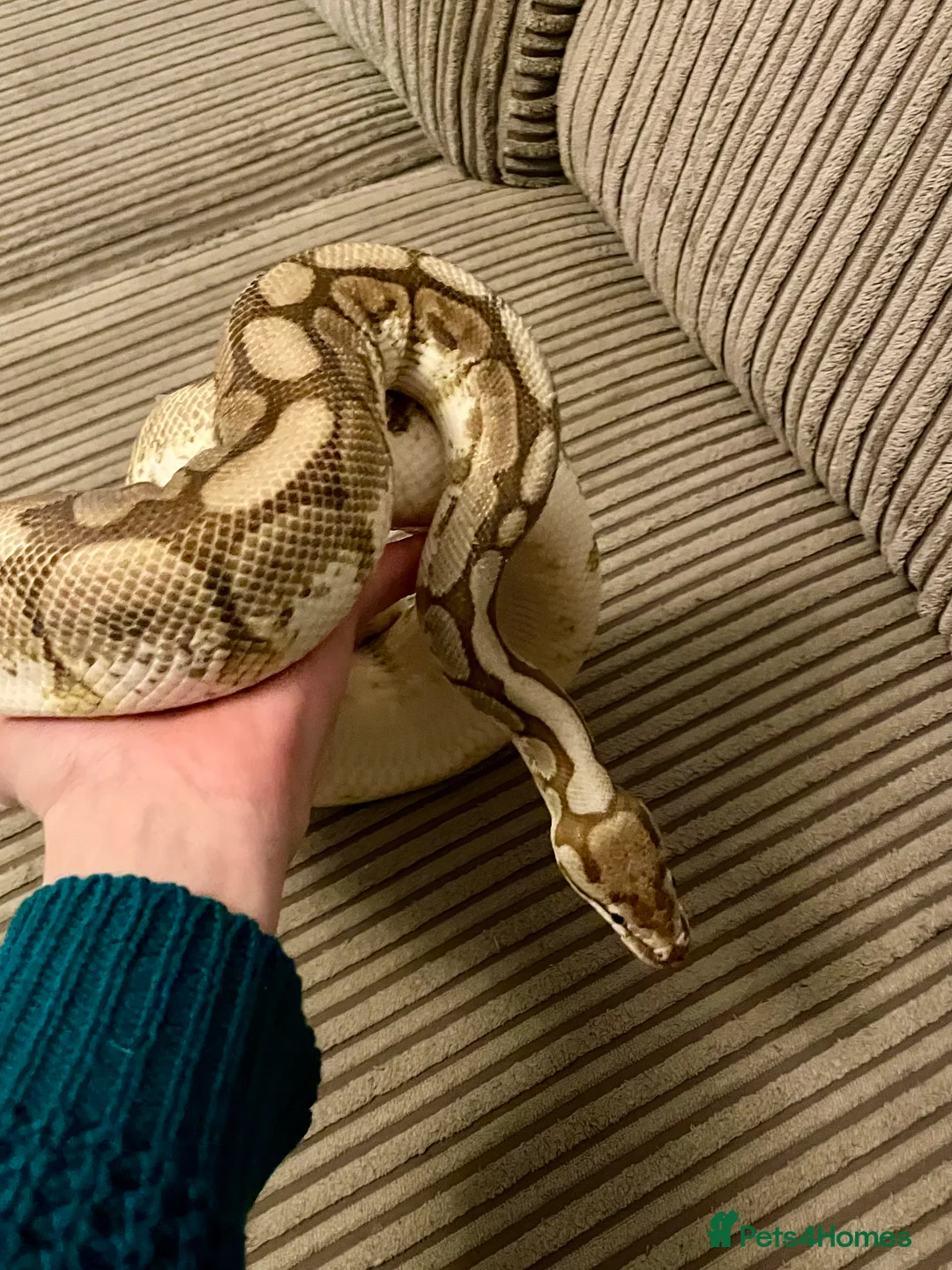 Python Snake reptiles for sale: Royal Python Collection Designer Morphs Females - Advert 5