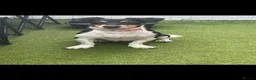 Mixed Breed dogs for sale: Puppy - Advert 2
