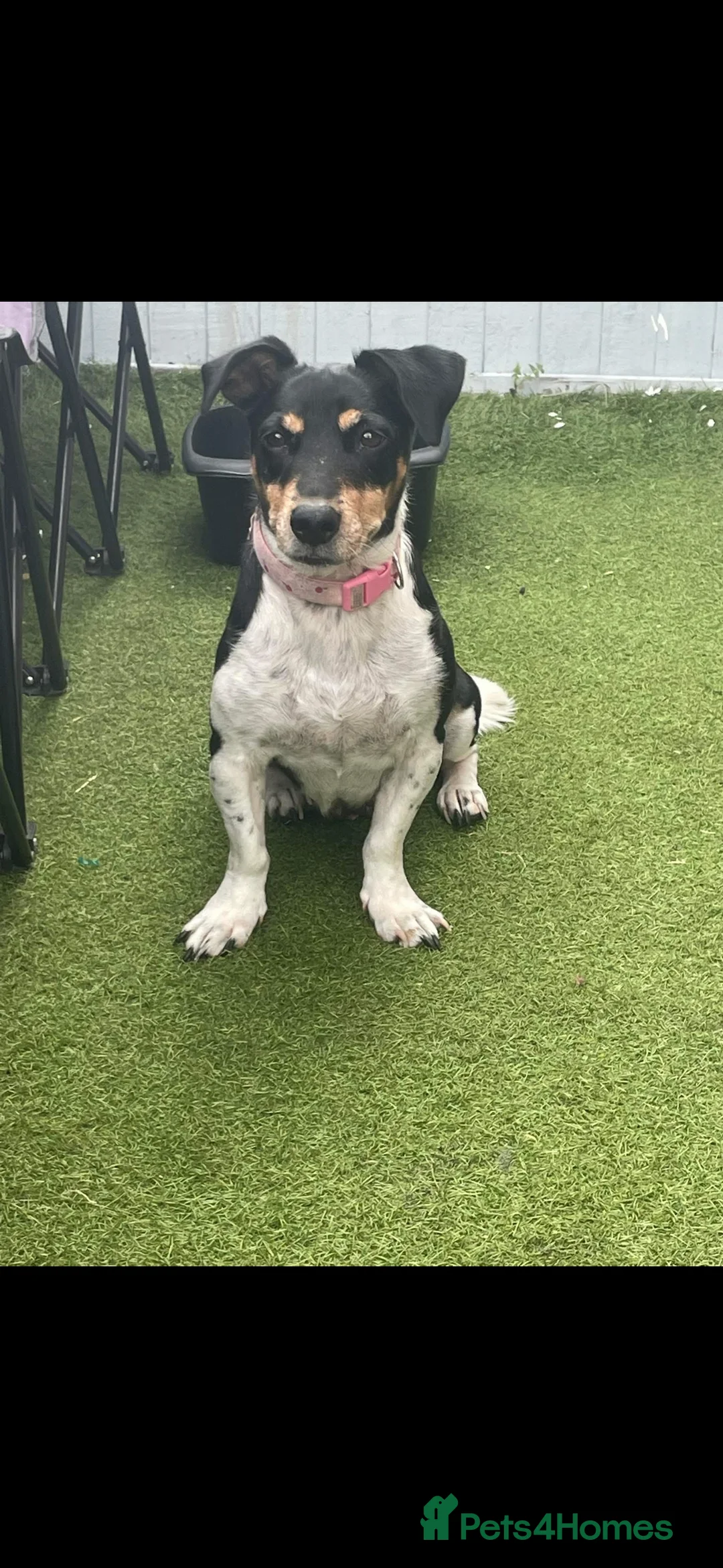 Mixed Breed dogs for sale: Puppy - Advert 2