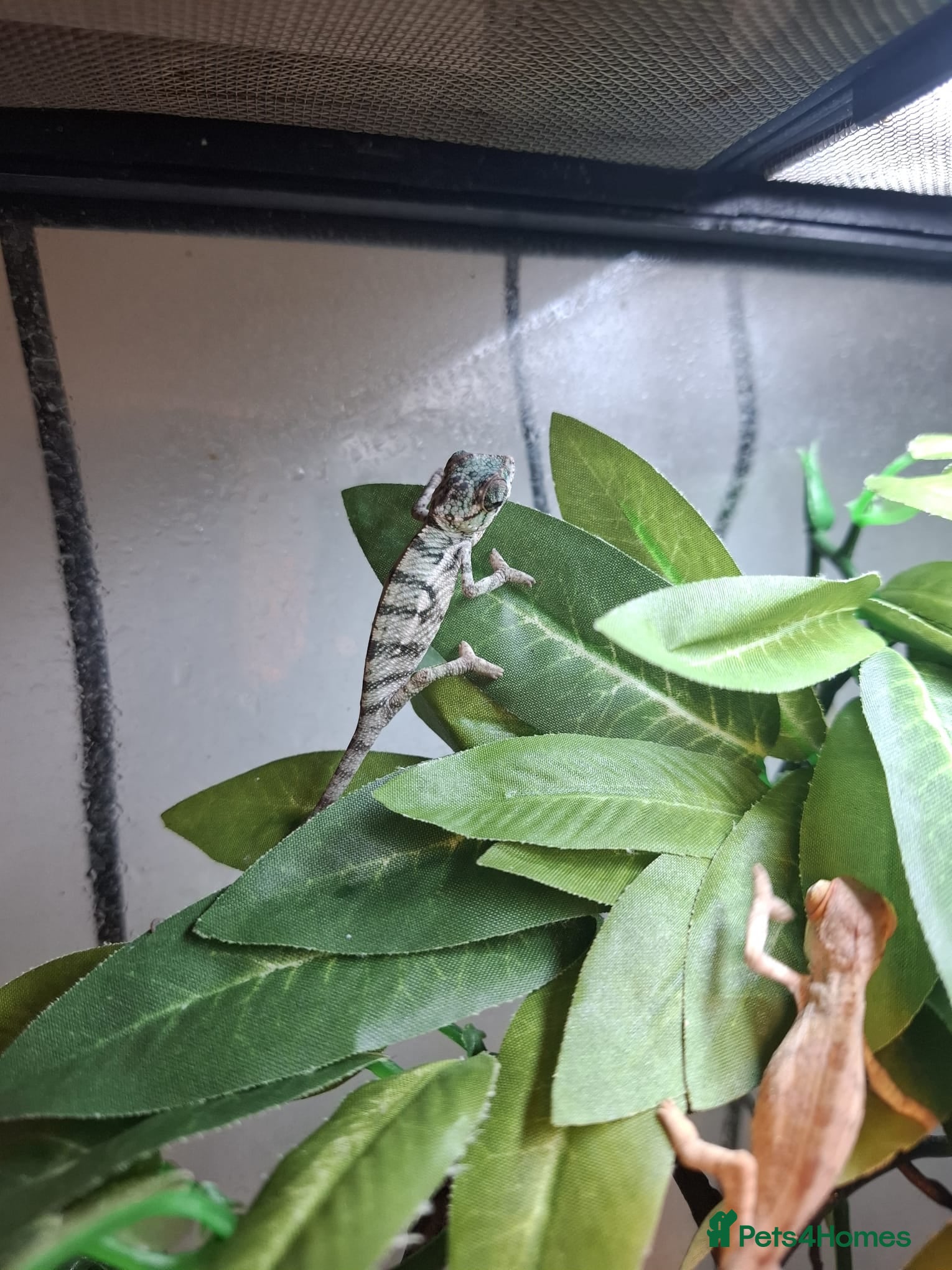 Chameleon reptiles Baby Ambilobe Panther Chameleons FOR SALE - Advert 16