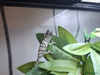 Chameleon reptiles Baby Ambilobe Panther Chameleons FOR SALE - Advert 16