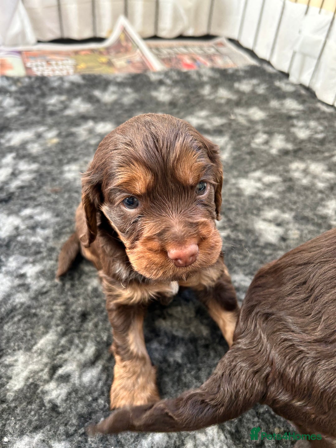 Cocker Spaniel dogs for sale: Beautiful cocker spaniel pups  - Advert 20
