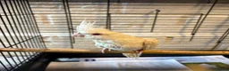 Cockatiels birds for sale: Baby Cockatiels- Albino White - Advert 2
