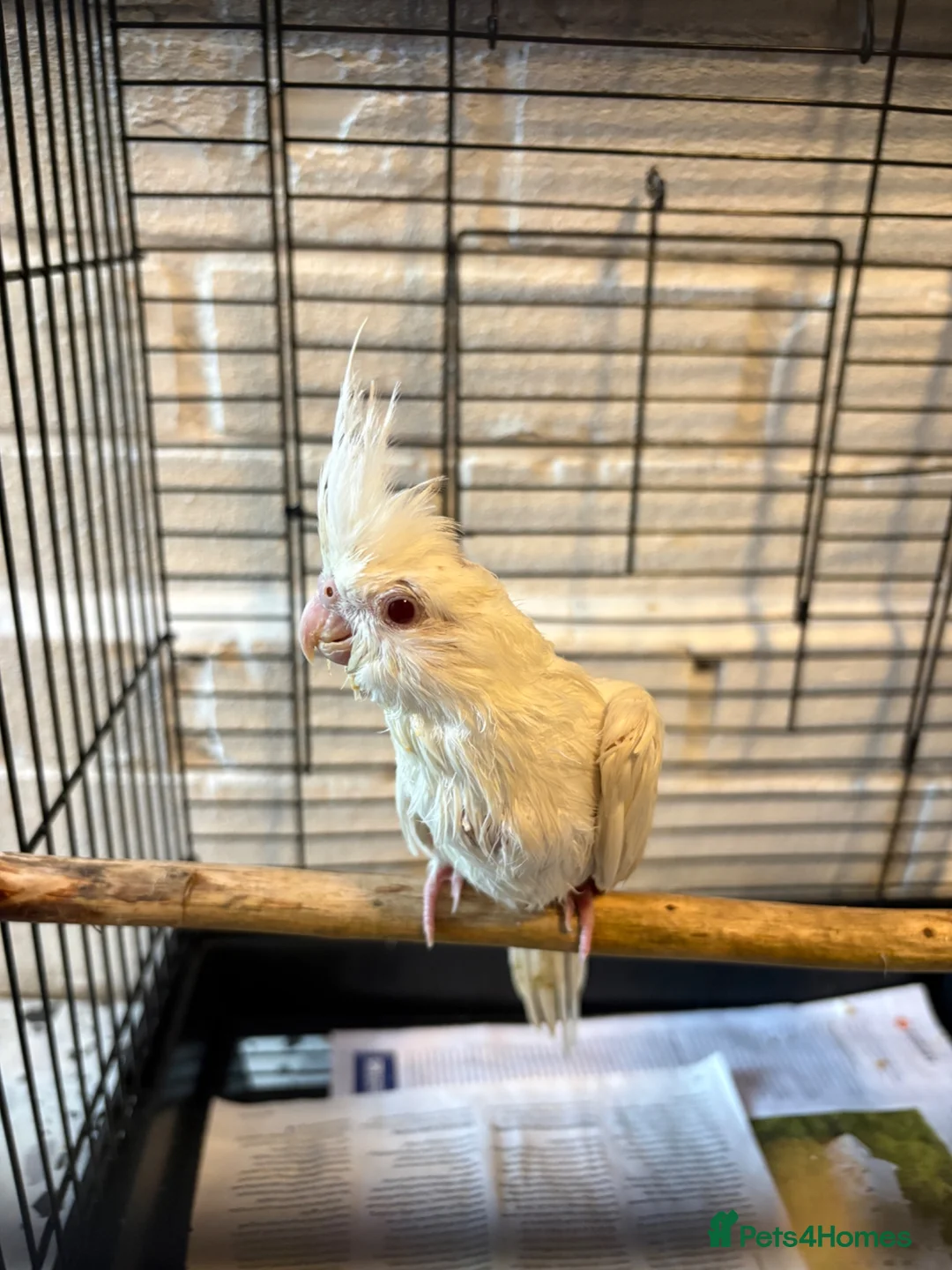 Cockatiels birds for sale: Baby Cockatiels- Albino White - Advert 2