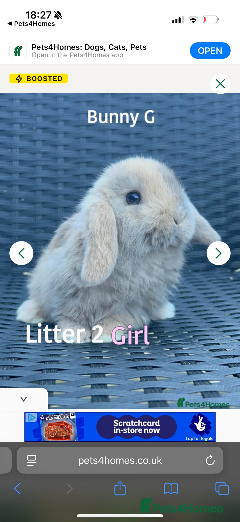 Mini Lop rabbits 1 Baby Mini lop girl left for sale   - Advert 21