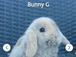 Mini Lop rabbits 1 Baby Mini lop girl left for sale - Advert 21