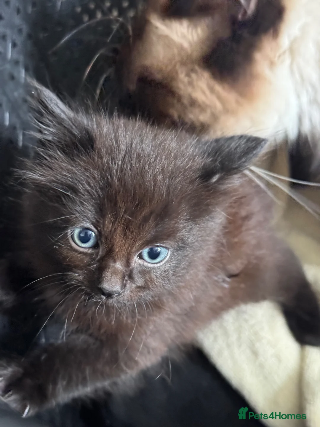 Mixed Breed cats for sale: 4 beautiful part ragdoll kittens  - Advert 2