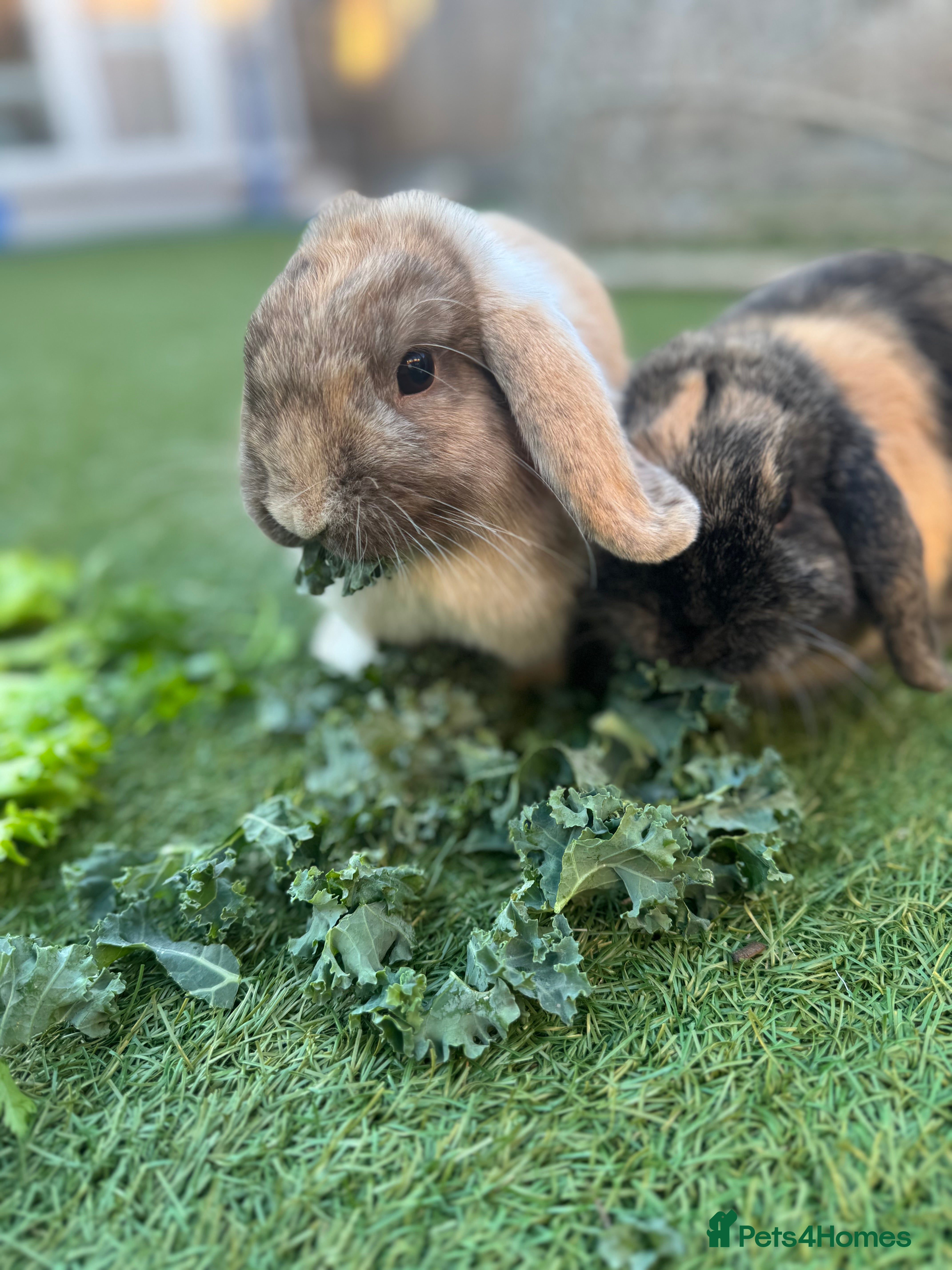 Mini Lop rabbits 2 Mini Lops - one male one female  - Advert 6