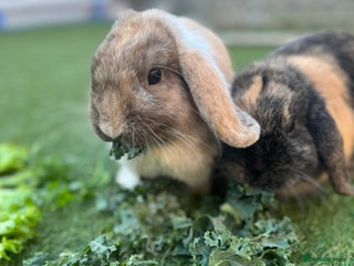Mini Lop rabbits 2 Mini Lops - one male one female - Advert 2