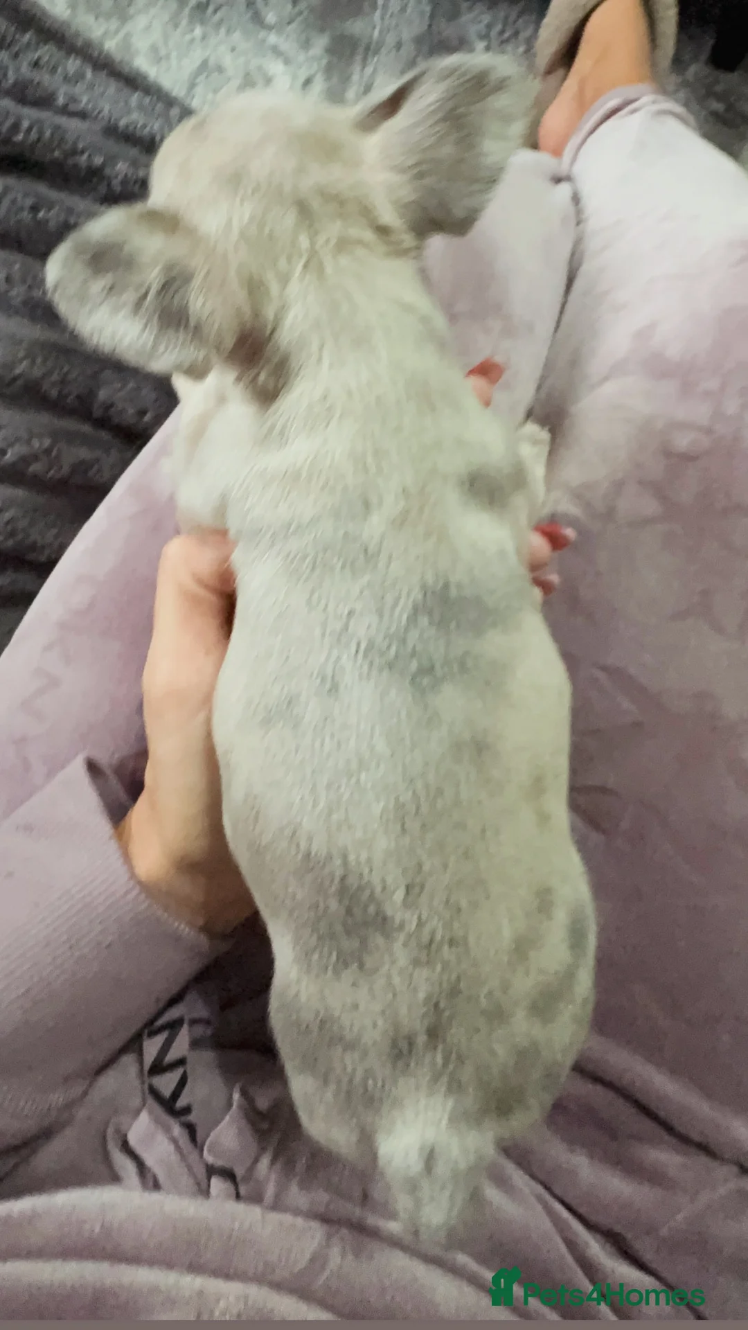 French Bulldog dogs for sale: 🏆 FRENCH BULLDOG 🏆 - Advert 15