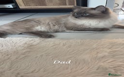 Ragdoll cats for sale: Pure ragdolls  - Image 14
