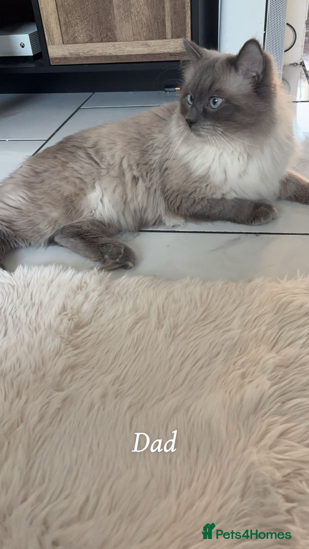 Ragdoll cats for sale: Pure ragdolls  - Image 14