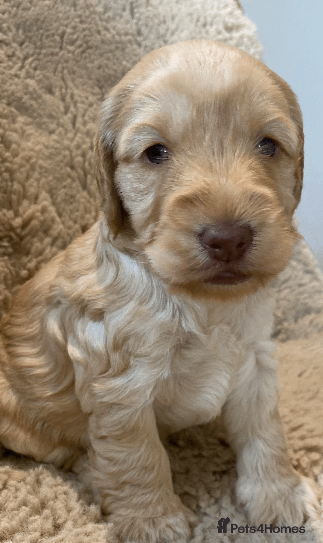 Cockapoo dogs for sale: cockapoo F1 - Image 21