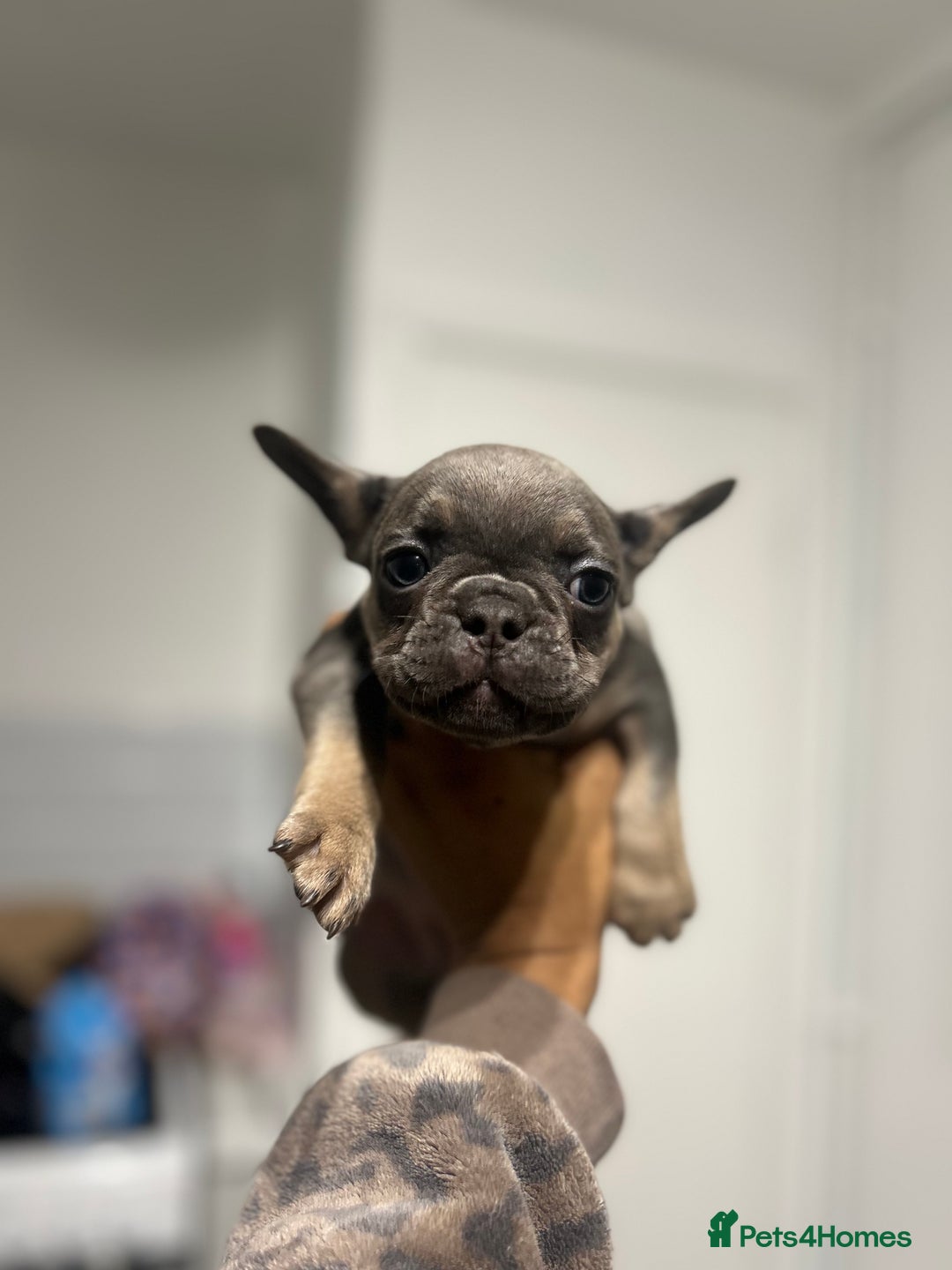 French Bulldog dogs for sale:  8 Gorgeous lap warmers 🐶  - Advert 4