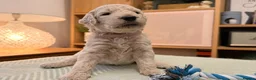 Goldendoodle dogs for sale: Goldendoodle Puppies - Advert 16
