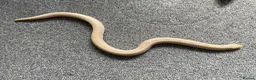 Snake reptiles for sale: Albino Hognose Snake - Advert 8