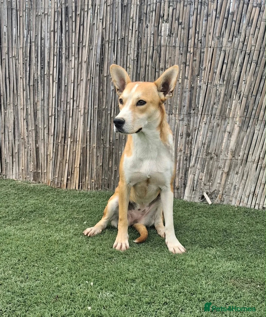 Mixed Breed dogs for adoption: MEET CLOE 💕 in Hengoed - Advert 1