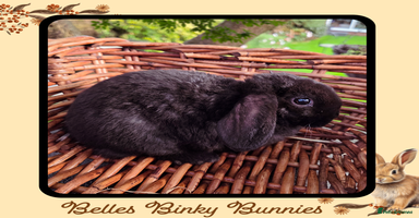 Mini Lop rabbits - Advert 3