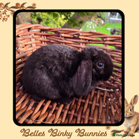 Mini Lop rabbits - Advert 5