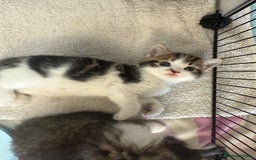 British Shorthair cats for sale: BRITISH BLUE SHORTHAIR X DOMESTIC LONGHAIR  - Image 2