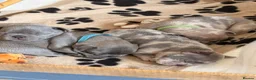French Bulldog dogs for sale: French Bulldog Puppies - Advert 17