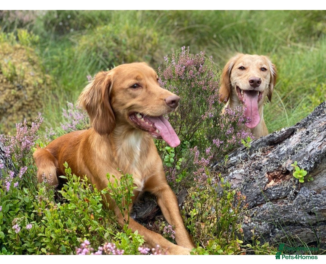 Cocker Spaniel dogs for sale:  CHAMPION BLOODLINE WORKING COCKER WAITING LIST  - Advert 11