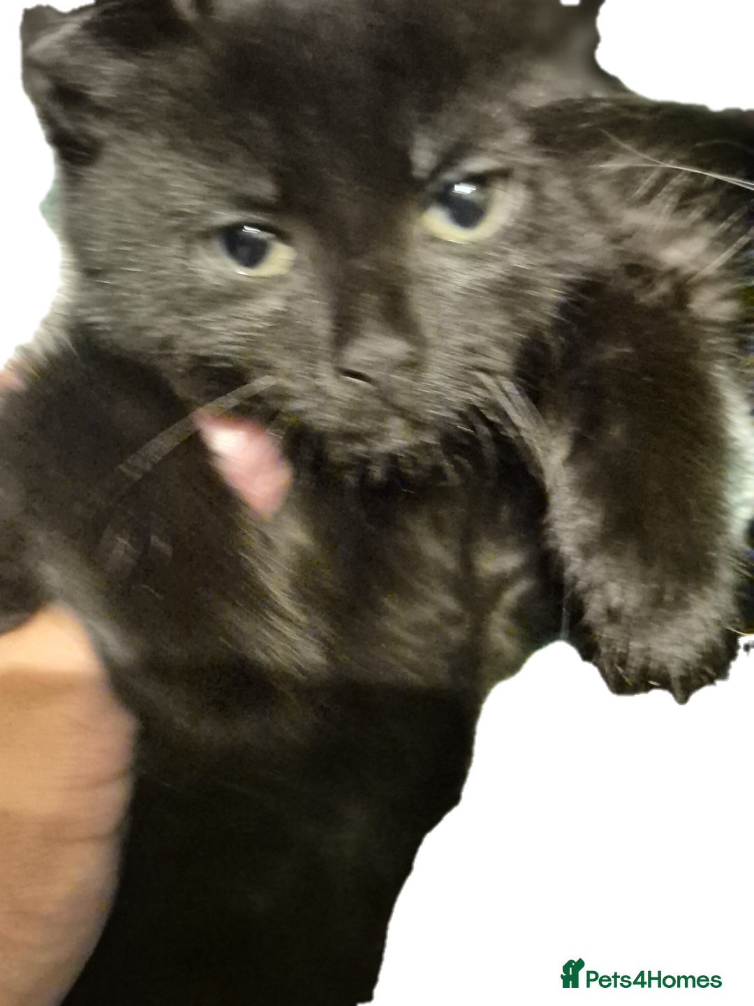 Mixed Breed cats for sale: Lovely kittens - Image 4