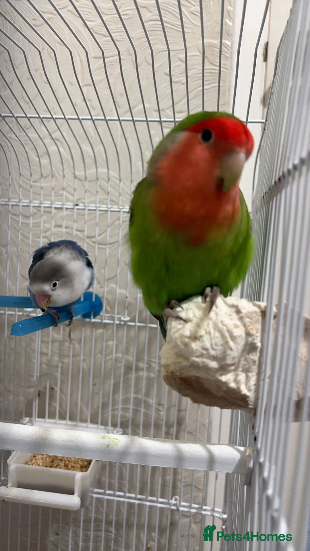 Lovebirds birds for sale: 2 lovebirds and a budgie looking for a loving home in Dewsbury - Advert 2