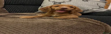 Cocker Spaniel 3