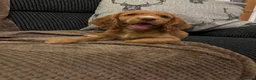 Cocker Spaniel dogs for sale: Stunning Cocker spaniel pups  in Scunthorpe - Advert 6