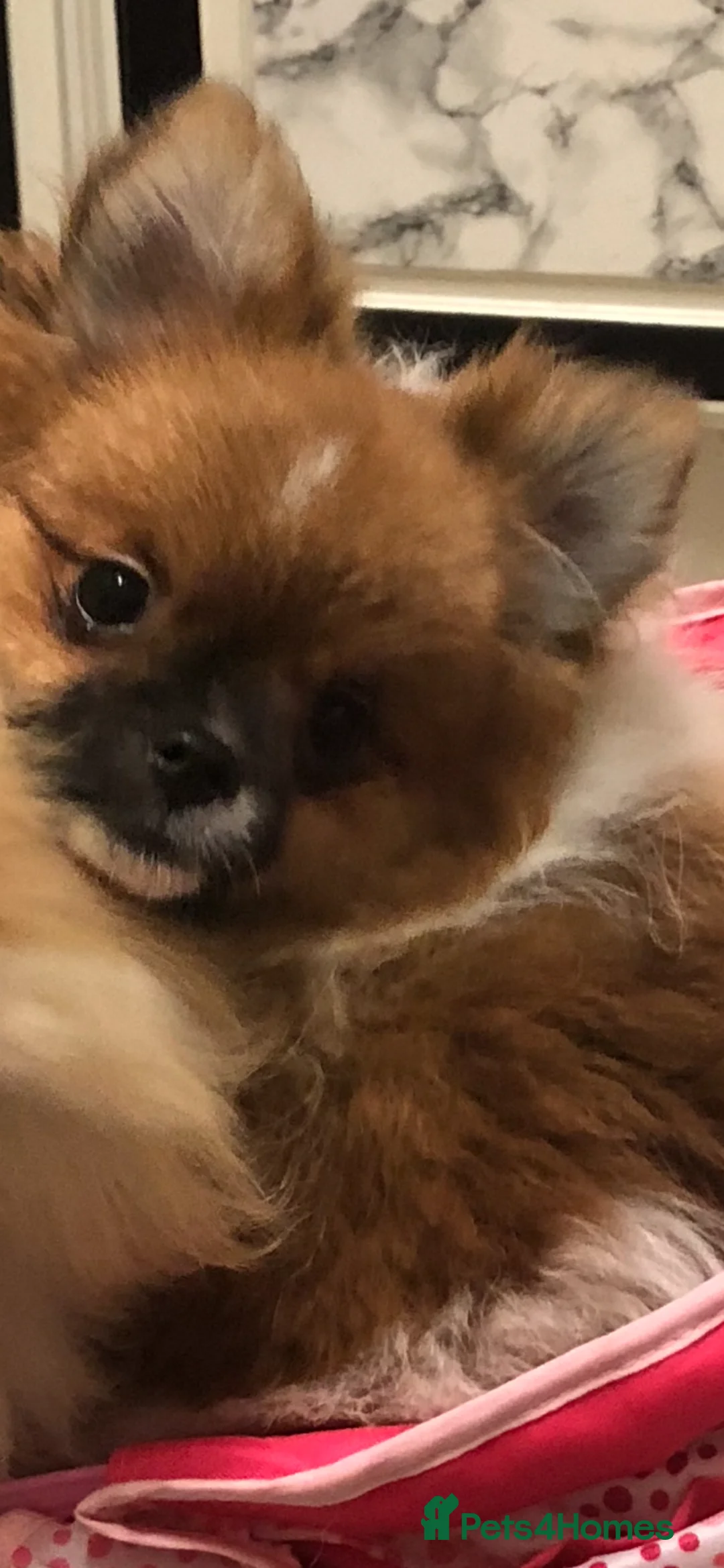 Pomeranian dogs for sale: pomeranian dog for sale  in London - Advert 1